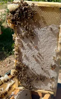 فروش کندو کارنیکا ملکه امسال