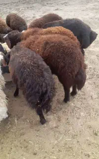 گوسفند بره نر کشتاری