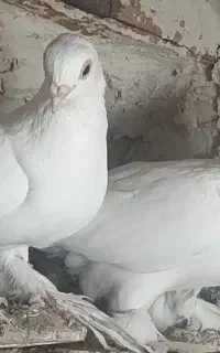 کبوتر قرمز گوز