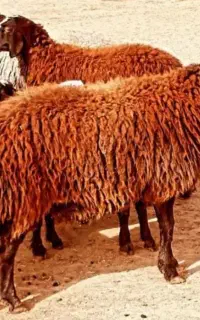فروش دام زنده حضوری گوسفند و تلفنی اینترنتی