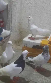 کفتر