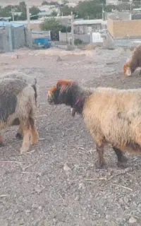 میش
