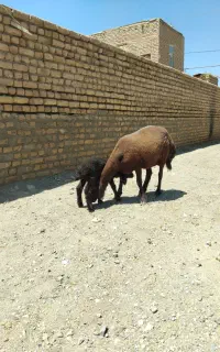 میش زاییده بره نر افشاری جوان