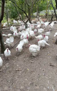 فروش بوقلمون گوشتی