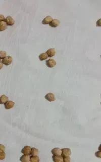 فال نخود تضمینی