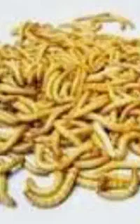 فروش میلورم طلایی زرین ورم
