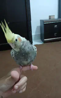 عروس هلندی فول دستی و سخنگو