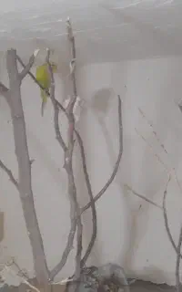 مرغ عشق