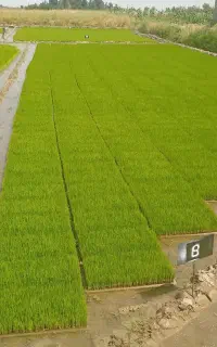 بذر شالی