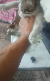 گربه