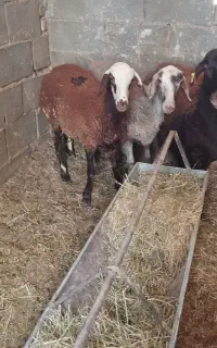 فروش بره