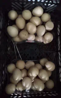 تخم شاخدار
