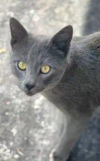 گربه