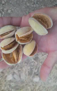 بادام درختی