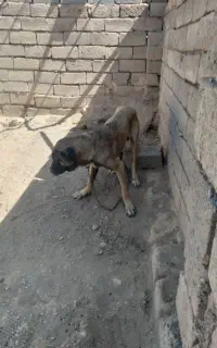 واگذاری سگ