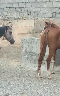 فروش 3راس اسب