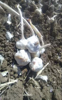سیر درجه یک همدان