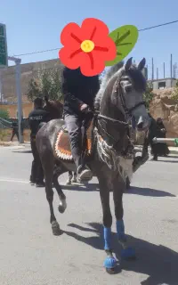 کره نریون سه سال با کره مادیون ۱۸ ماهه