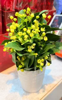گل های مصنوعی کپی برابر اصل حراج