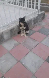 سگ هاسکی اجتماعی ۳ت