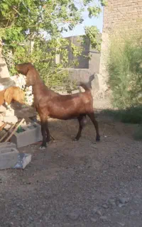 بز ماده شیری دوقلوزا