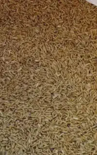 بذر چلتوک برنج عنبربو سیکان