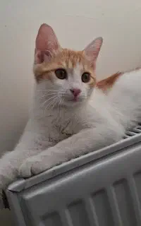 بچه گربه ۴ ماهه