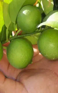 لیمو ترش داشتی با قیمت خوب برمیداریم+اجاره باغ