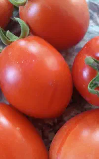 گوجه