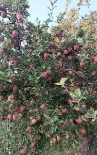 سیب قرمز و گردو