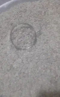 عدس