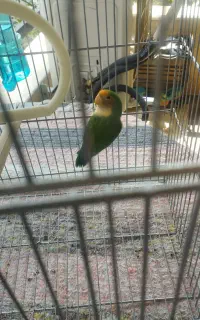 طوطی کوتوله برزیلی