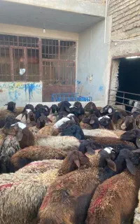 50 راس میش جوان تربت جام بهشت نبی