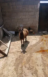 بره نر همو