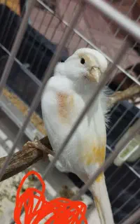 پرنده قناری ماده