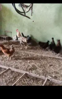 مرغ خروس محلی  تخمی