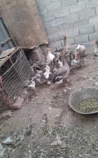 فروش تعدادی جوجه غاز و غاز ماده تخم گذار
