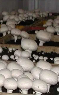 آموزش پرورش قارچ های خوراکی با مدرک فنی و حرفه ای