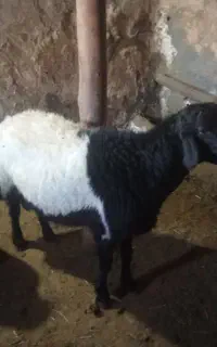 قوچ