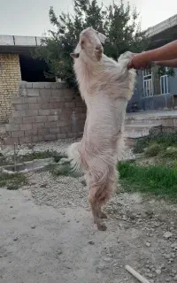 کهره نرِ فرانسوی