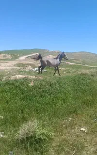 مادیان جوان 23ماه