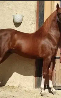 خرید و فروش اسب