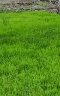 نشاء برنج کاظمی پربار آماده استفاده