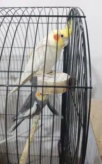 عروس هلندی