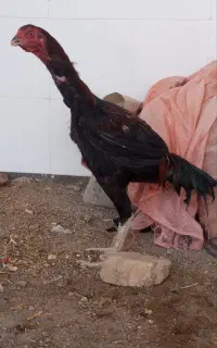 خروس لاری