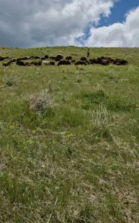 کار در واحد دامداری گوسفند