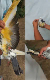 تعدادی کبوتر فوروشی