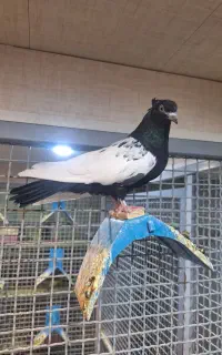 ماده سینه سیاه