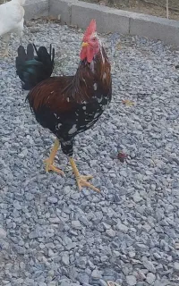 خروس جوان