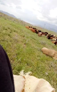 بره نر وماده